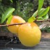 Гибрид абрикоса, сливы и персика Шарафуга жёлтая №4